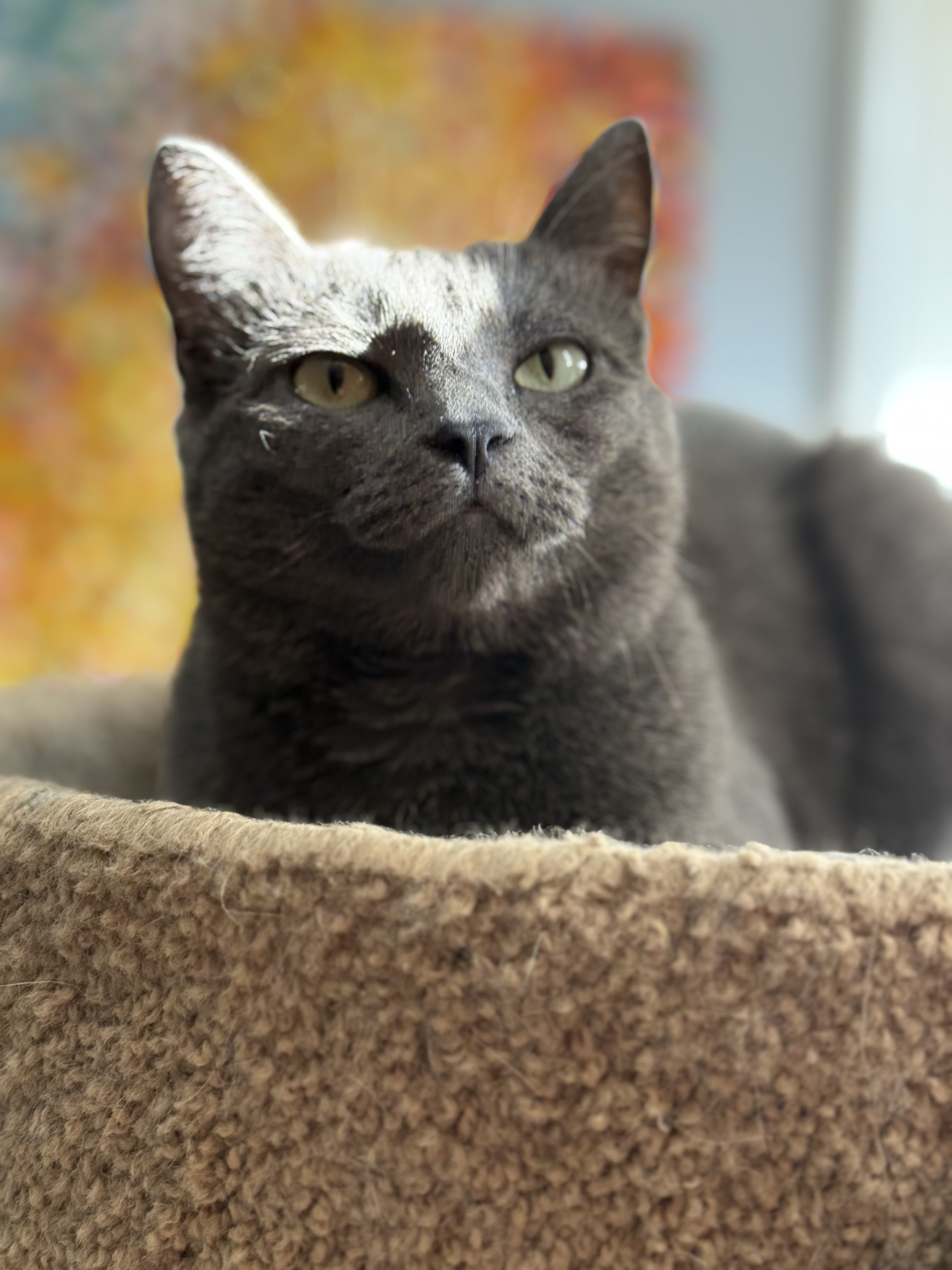 Why Greenville pet parents choose Chloe's Critters