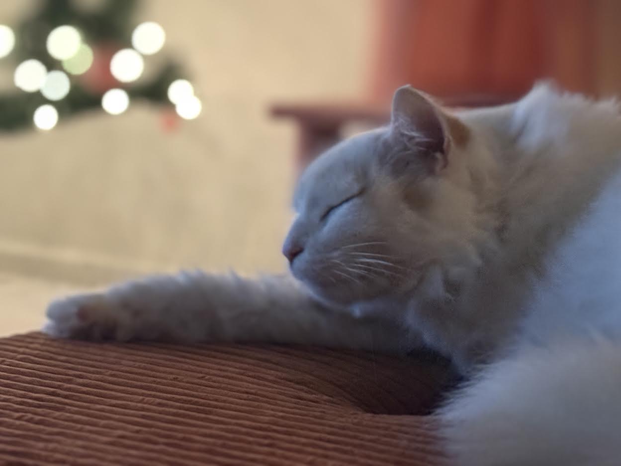 The Slumber Paw-ty